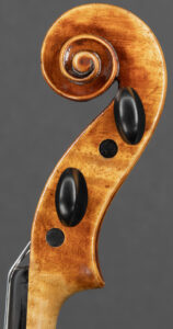 Violinschnecke, Vogtland