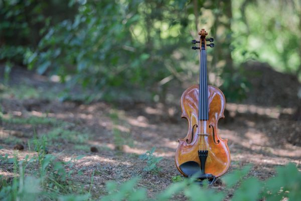 Bratsche im Wald